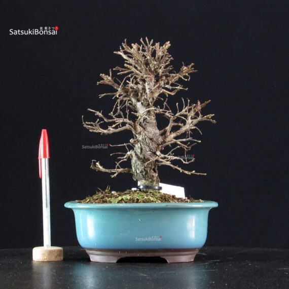 Ulmus parvifolia - immagine 2