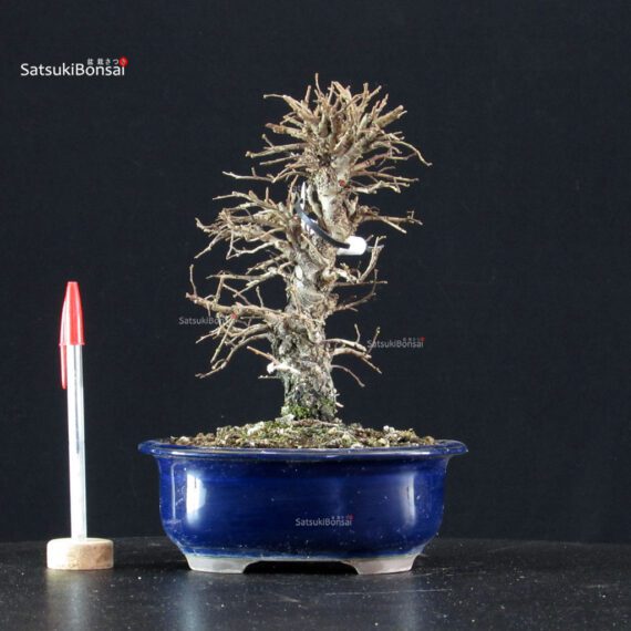 Ulmus parvifolia - immagine 5