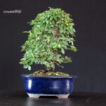 Ulmus parvifolia