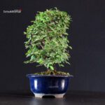 Ulmus parvifolia - immagine 2