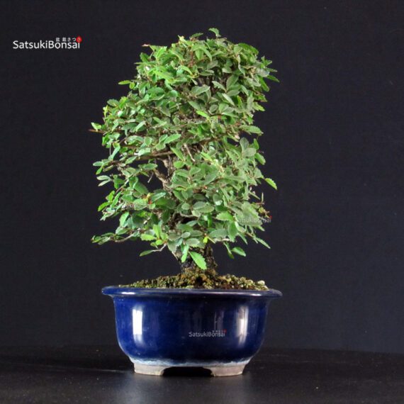 Ulmus parvifolia - immagine 2