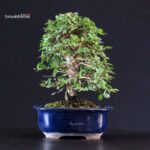 Ulmus parvifolia - immagine 3