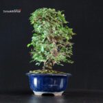 Ulmus parvifolia - immagine 4