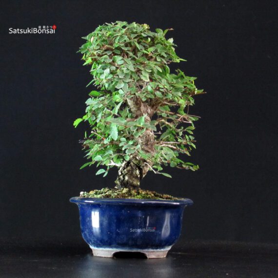 Ulmus parvifolia - immagine 4