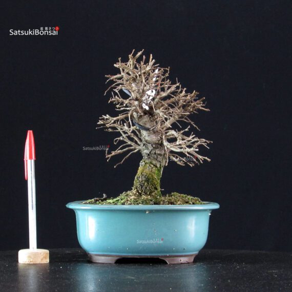 Ulmus parvifolia - immagine 5