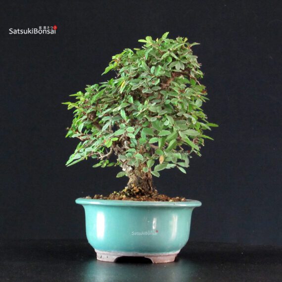 Ulmus parvifolia - immagine 2