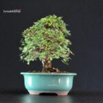 Ulmus parvifolia - immagine 3