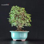 Ulmus parvifolia - immagine 4