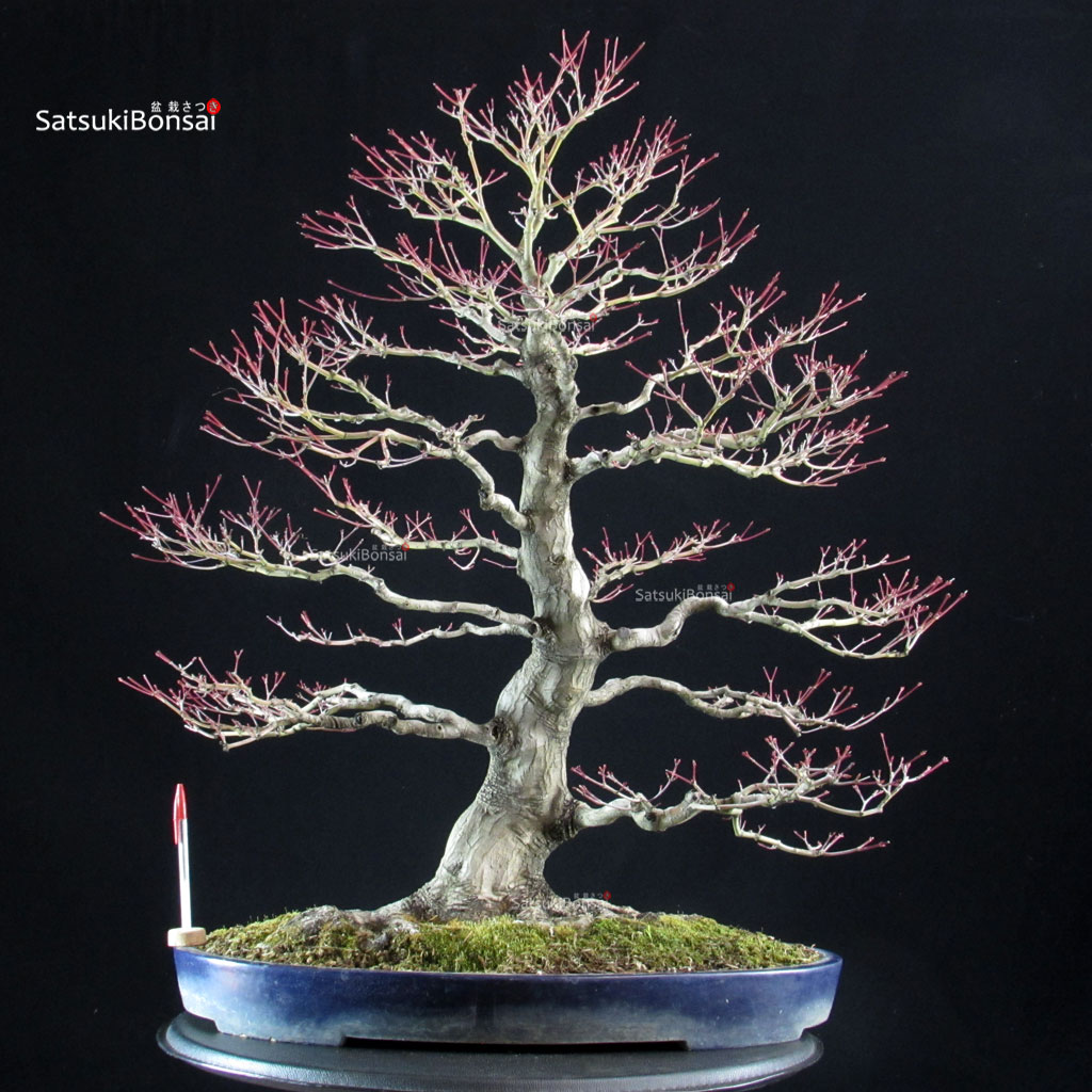 6108_1-Acer-palmatum-yamamomiji Acero Palmato Yamamomiji - immagine 1