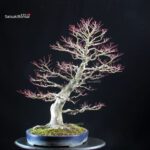 Acero Palmato Yamamomiji - immagine 2