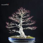 Acero Palmato Yamamomiji - immagine 3