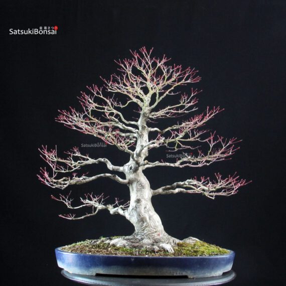 Acero Palmato Yamamomiji - immagine 3