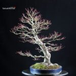 Acero Palmato Yamamomiji - immagine 4