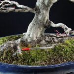 Acero Palmato Yamamomiji - immagine 5