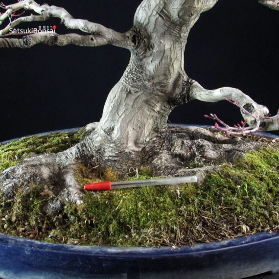 Acero Palmato Yamamomiji - immagine 5