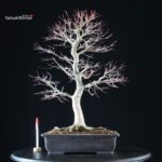 Acero palmato Yamamomiji