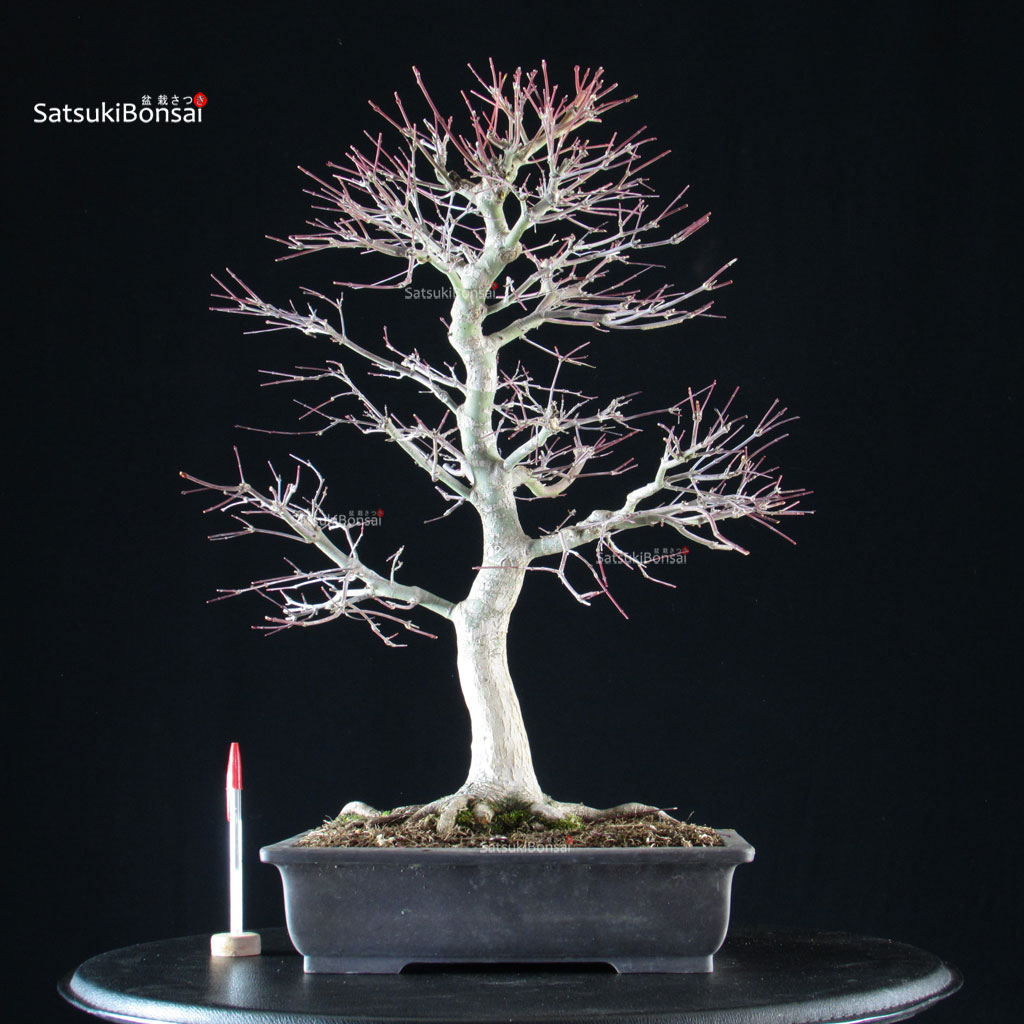 6109_1-Acer-palmatum-yamamomiji Acero palmato Yamamomiji - immagine 1