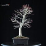 Acero palmato Yamamomiji - immagine 2