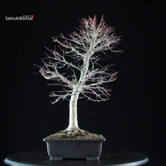 Acero palmato Yamamomiji - immagine 2