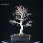 Acero palmato Yamamomiji - immagine 3