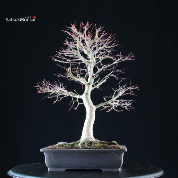 Acero palmato Yamamomiji - immagine 3