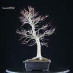 Acero palmato Yamamomiji - immagine 4