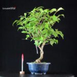 Callicarpa Japonica - Murasakishikibu