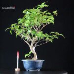 Callicarpa Japonica - Murasakishikibu