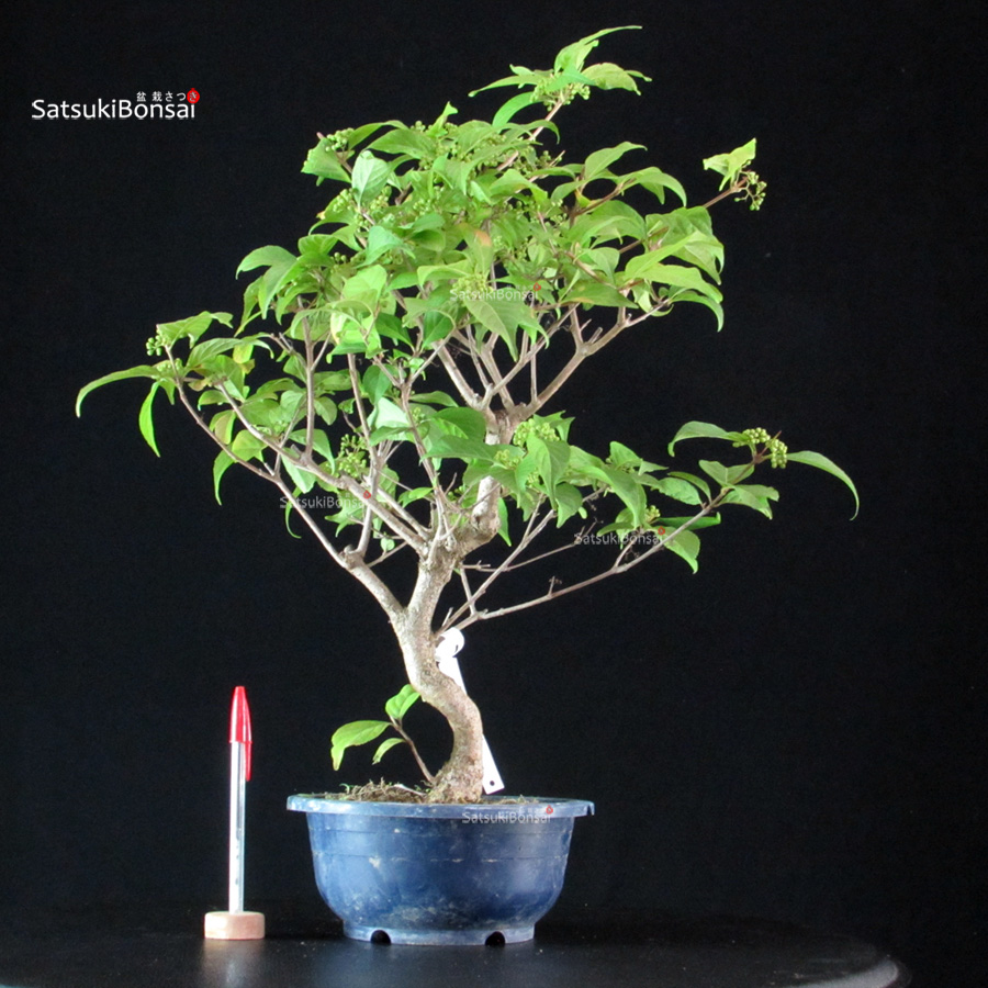 6125_2-Callicarpa-Japonica Callicarpa Japonica - Murasakishikibu - immagine 1