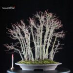 Acero palmato Yamamomiji