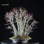 Acero palmato Yamamomiji - immagine 2