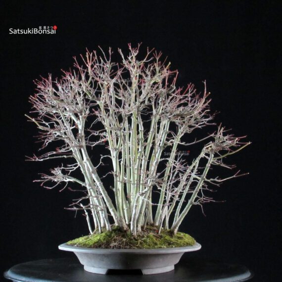 Acero palmato Yamamomiji - immagine 2