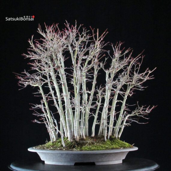 Acero palmato Yamamomiji - immagine 3