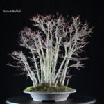 Acero palmato Yamamomiji - immagine 4