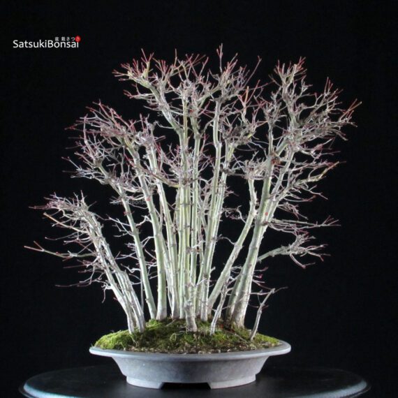 Acero palmato Yamamomiji - immagine 4