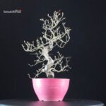 Crataegus Cuneata - Biancospino - immagine 2