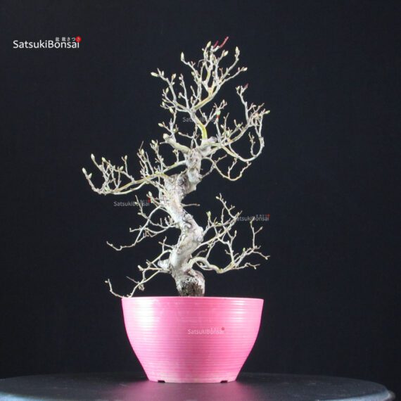 Crataegus Cuneata - Biancospino - immagine 2