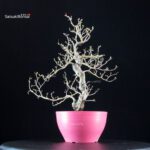 Crataegus Cuneata - Biancospino - immagine 3