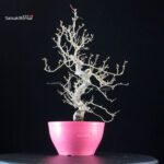 Crataegus Cuneata - Biancospino - immagine 4