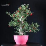 Crataegus Cuneata - Biancospino