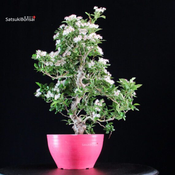 Crataegus Cuneata - Biancospino - immagine 2