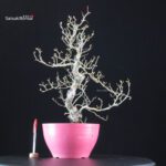 Crataegus Cuneata - Biancospino