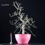 Crataegus Cuneata - Biancospino