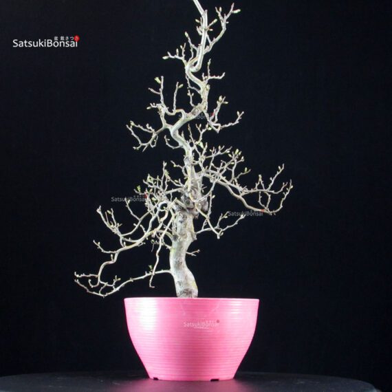 Crataegus Cuneata - Biancospino - immagine 2