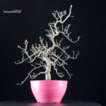 Crataegus Cuneata - Biancospino - immagine 3