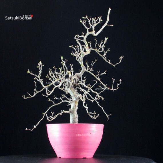 Crataegus Cuneata - Biancospino - immagine 3