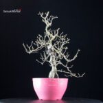 Crataegus Cuneata - Biancospino - immagine 4