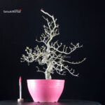 Crataegus Cuneata - Biancospino