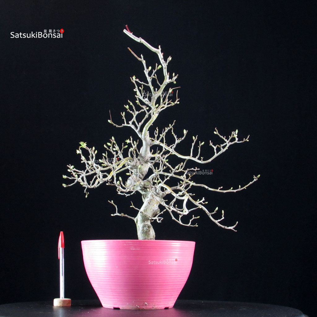 6129_1-Crataegus-Cuneata-biancospino Crataegus Cuneata - Biancospino - immagine 1