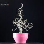 Crataegus Cuneata - Biancospino - immagine 2